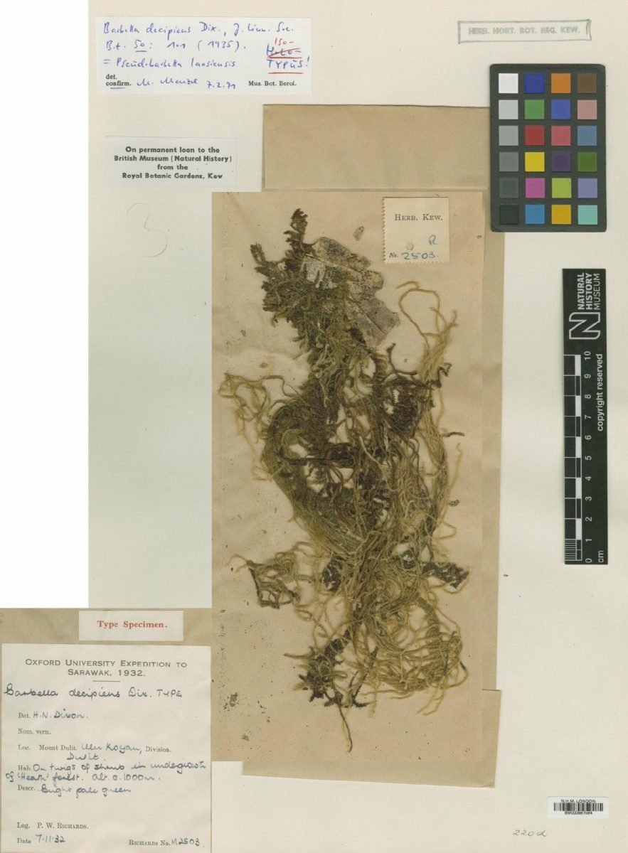 Aerobryidium laosiense photograph 6