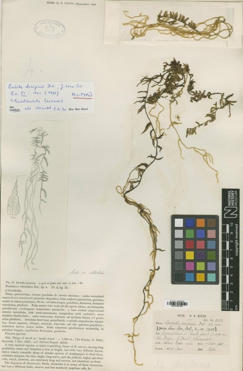 Aerobryidium laosiense photograph 5