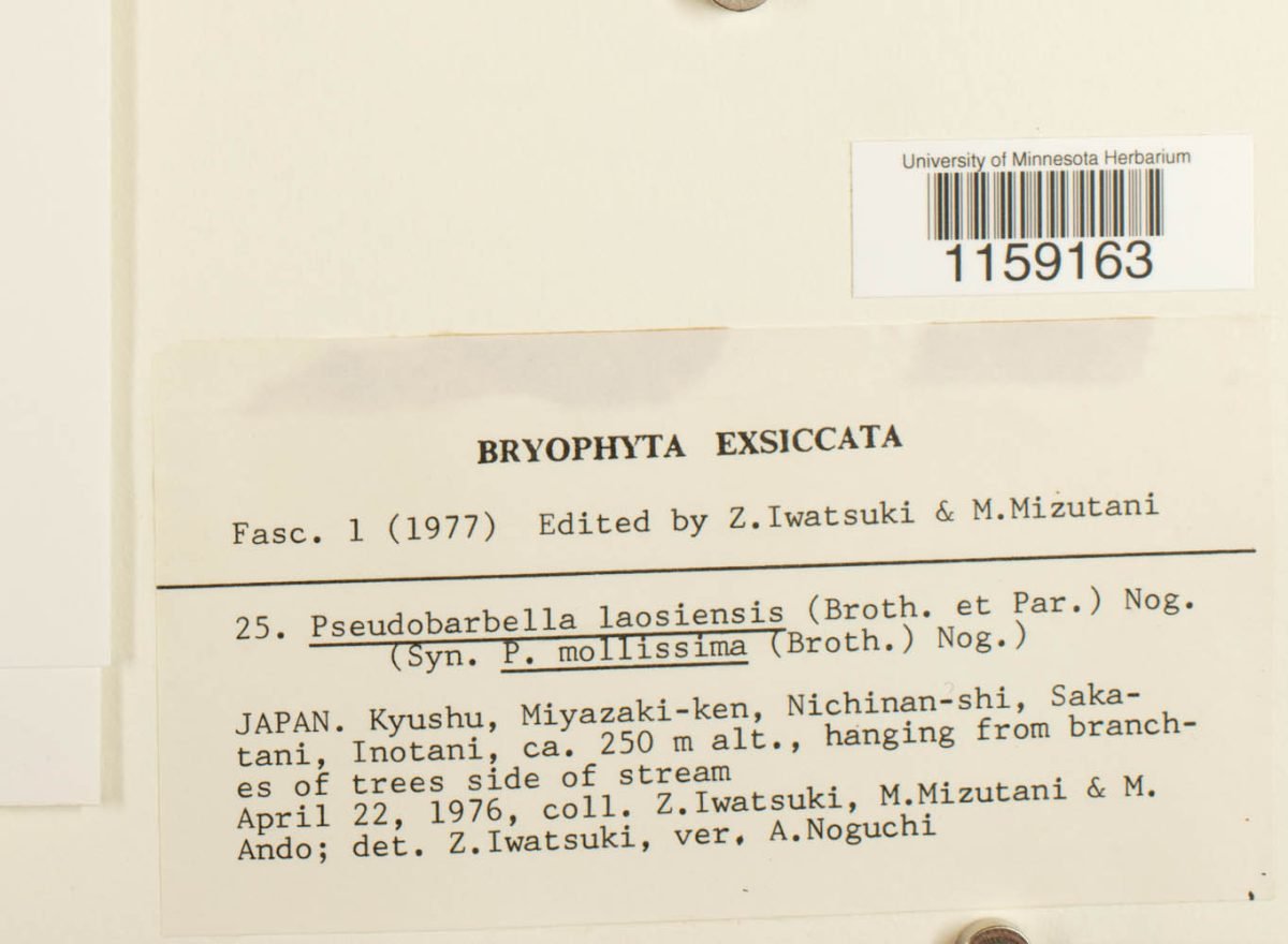 Aerobryidium laosiense photograph 2