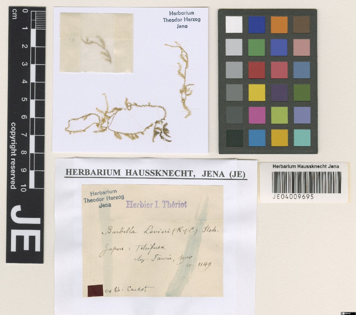 Aerobryidium levieri photograph 6