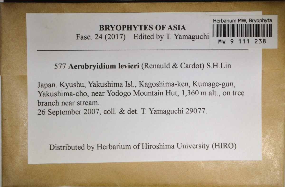 Aerobryidium levieri photograph 2