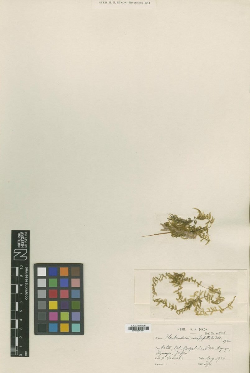 Aerobryidium levieri photograph 3