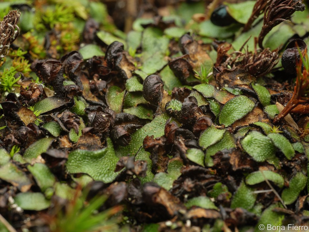 Targionia hypophylla photograph 6
