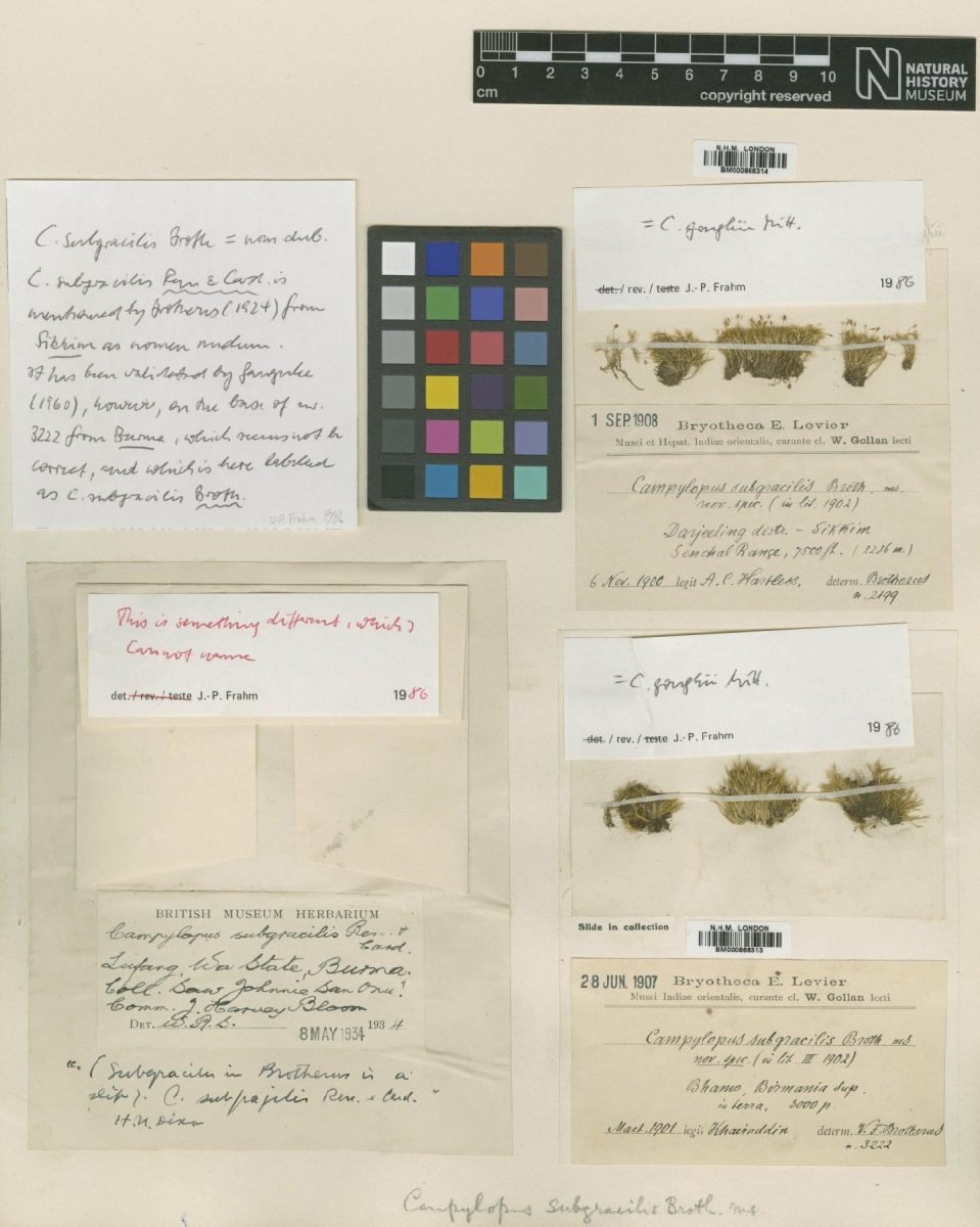 Campylopus fragilis subsp. goughii photograph 6