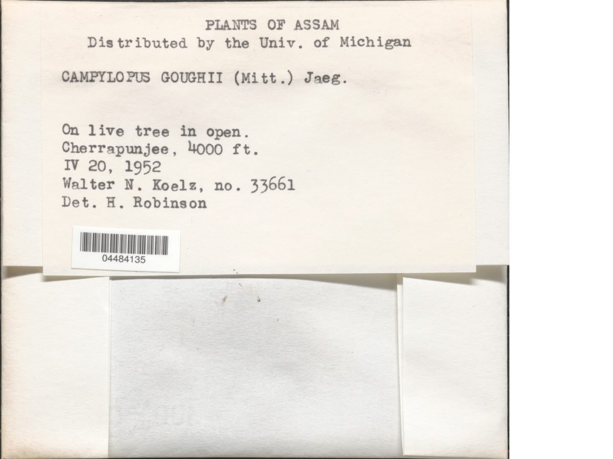 Campylopus fragilis subsp. goughii photograph 2