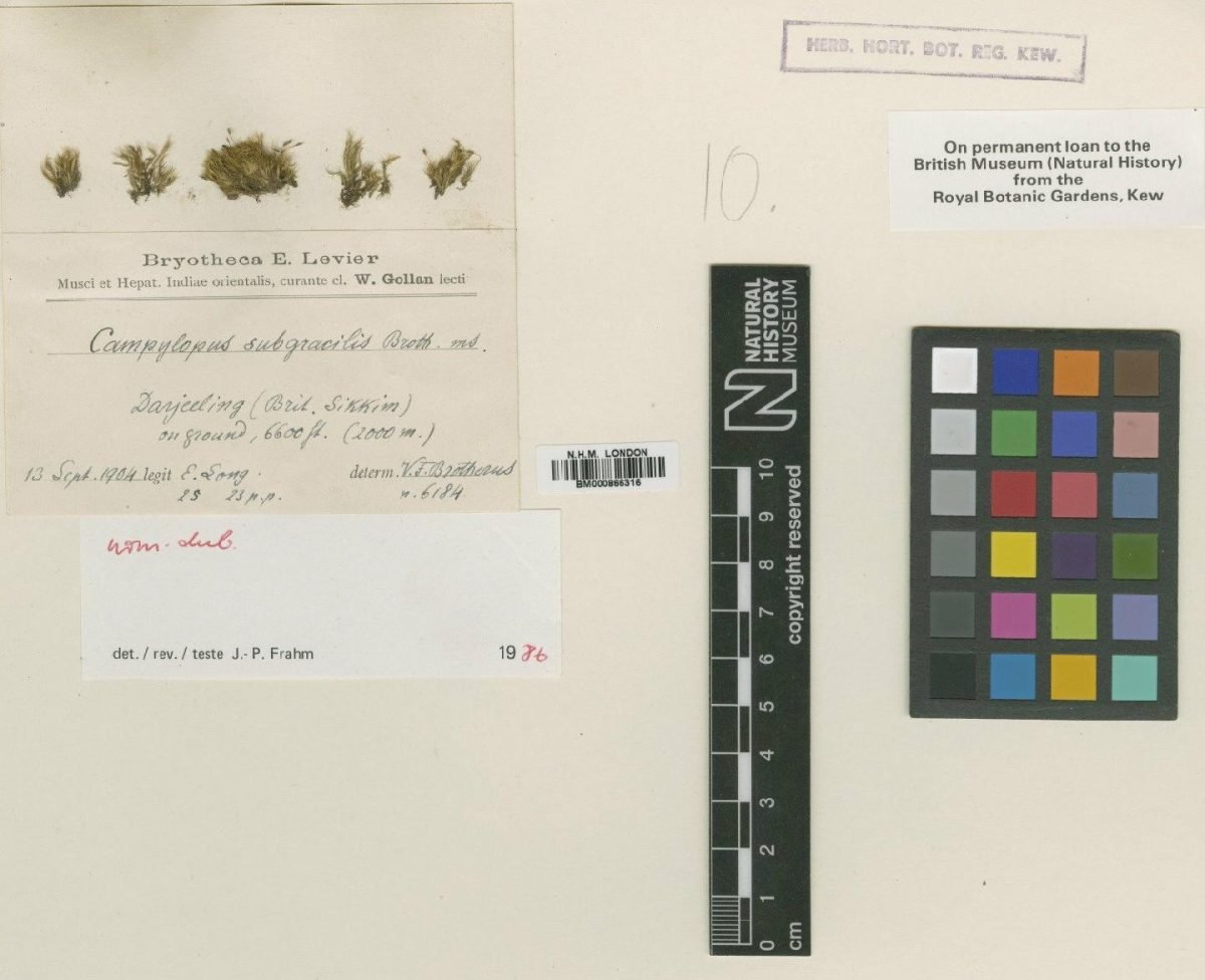 Campylopus fragilis subsp. goughii photograph 5