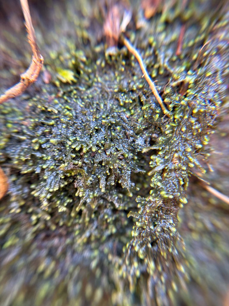 Jubula hutchinsiae