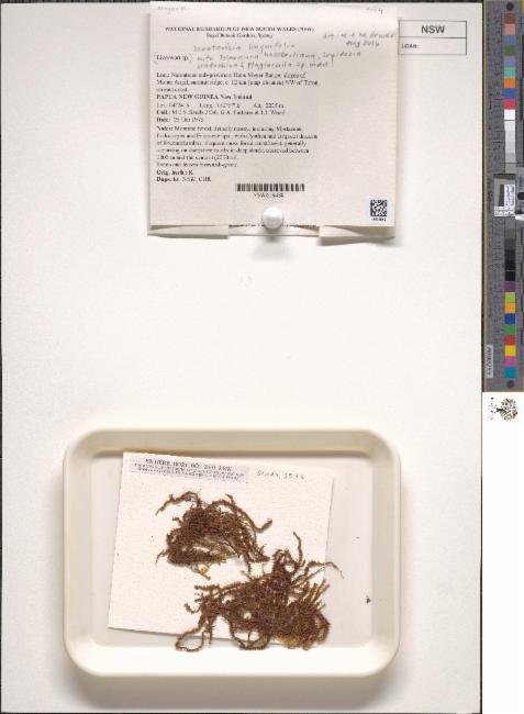 Denotarisia linguifolia