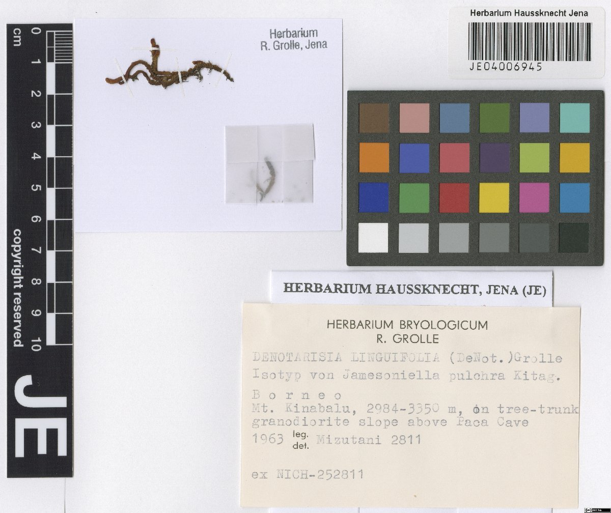 Denotarisia linguifolia photograph 2
