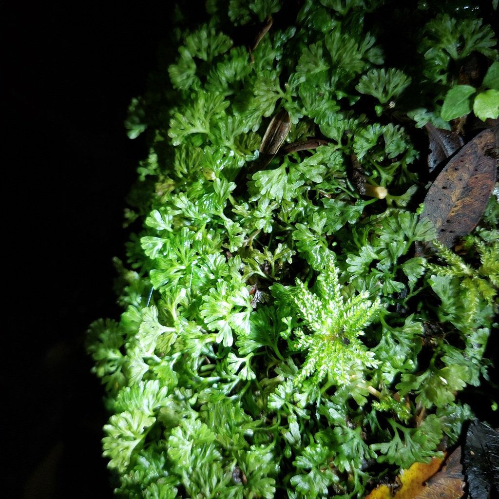 Hymenophyton flabellatum photograph 6