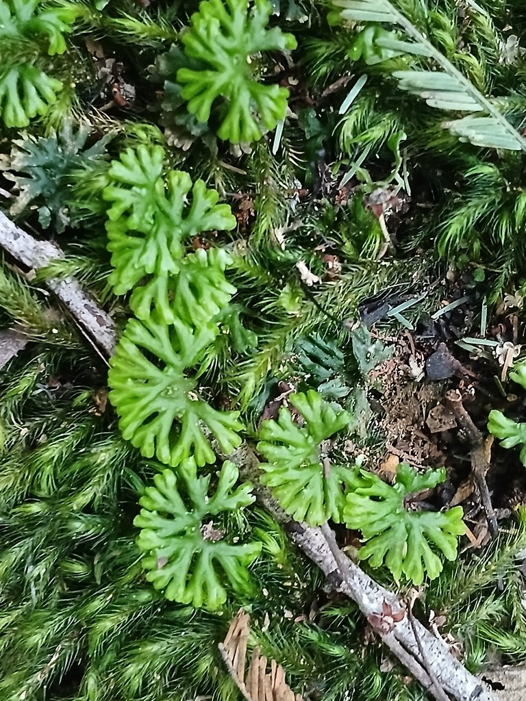 Hymenophyton flabellatum