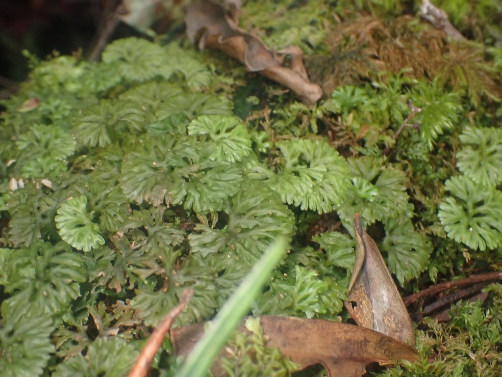Hymenophyton flabellatum photograph 2