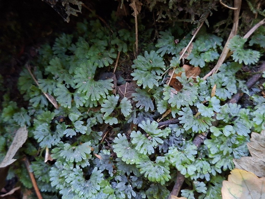 Hymenophyton flabellatum photograph 3