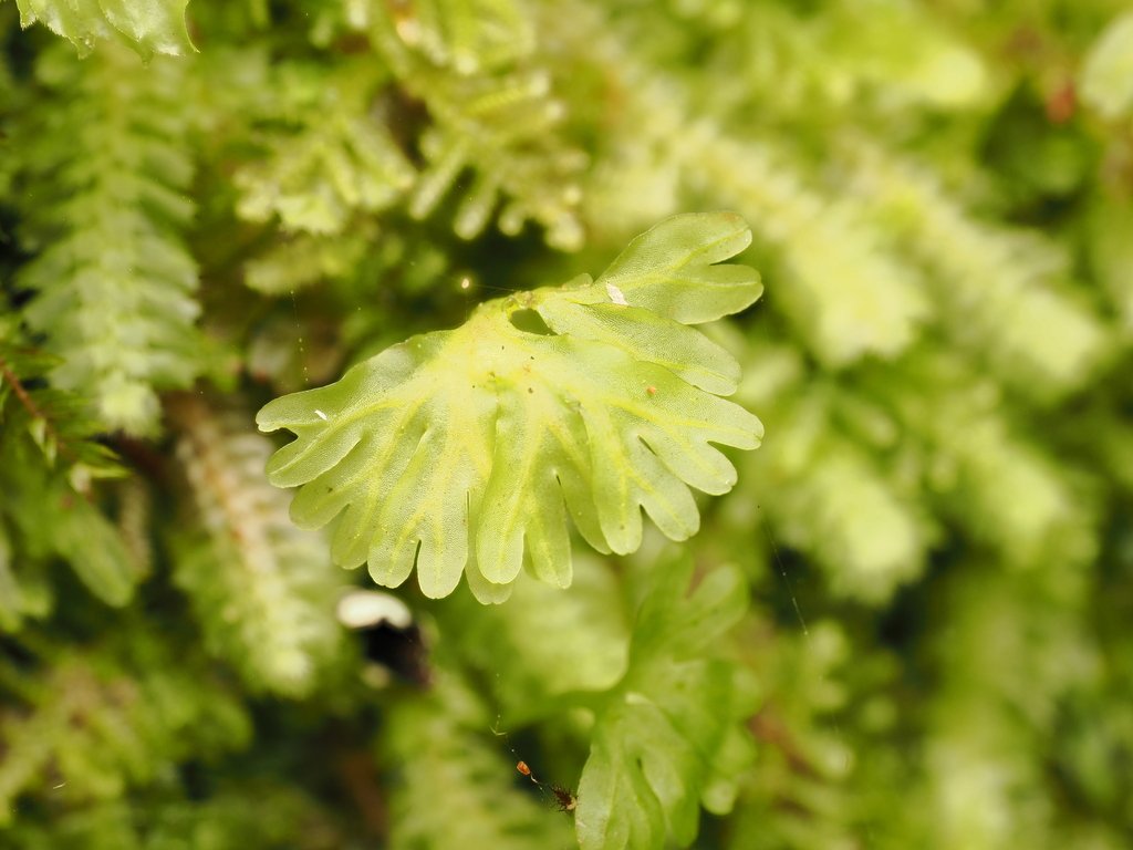 Hymenophyton flabellatum photograph 5