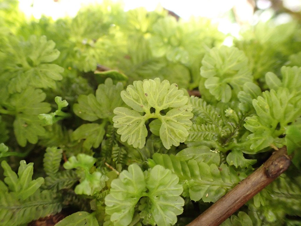 Hymenophyton flabellatum photograph 4