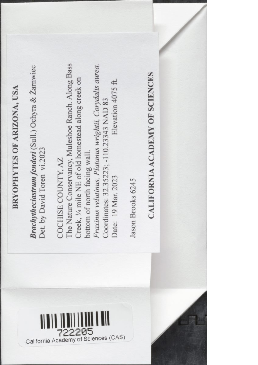 Brachytheciastrum fendleri