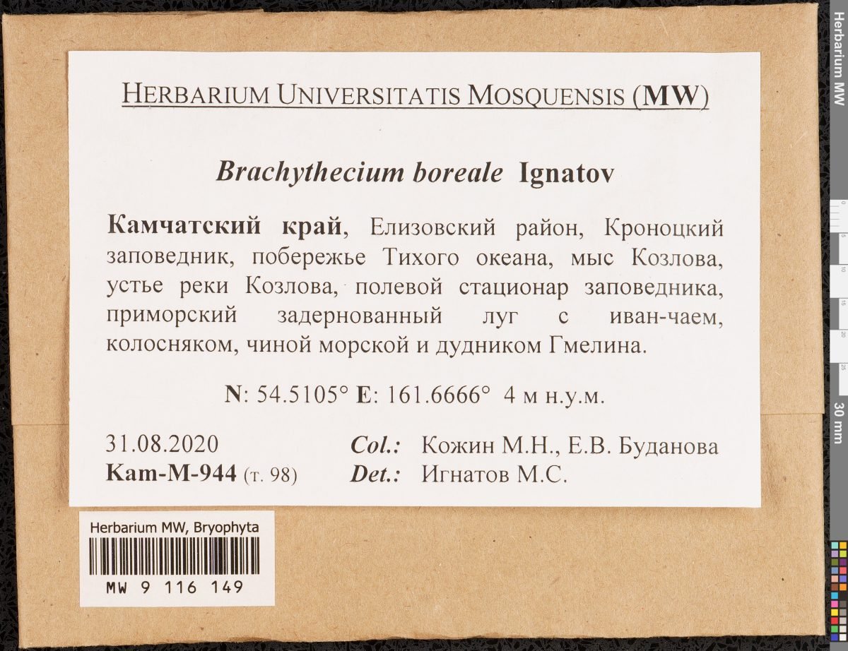 Brachythecium boreale
