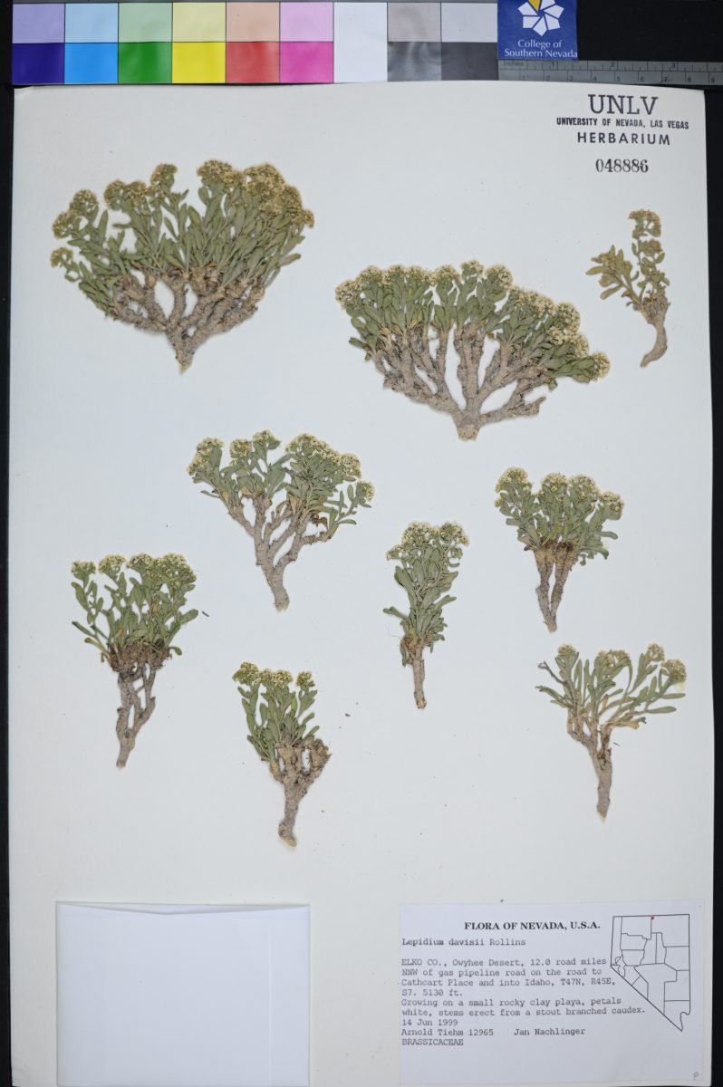 Lepidium davisii photograph 6