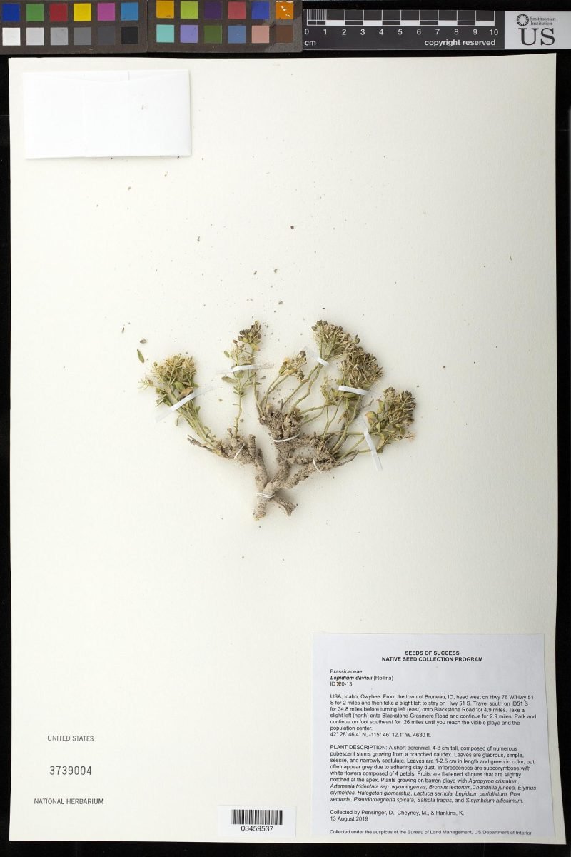 Lepidium davisii