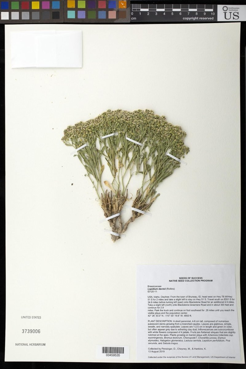 Lepidium davisii photograph 2