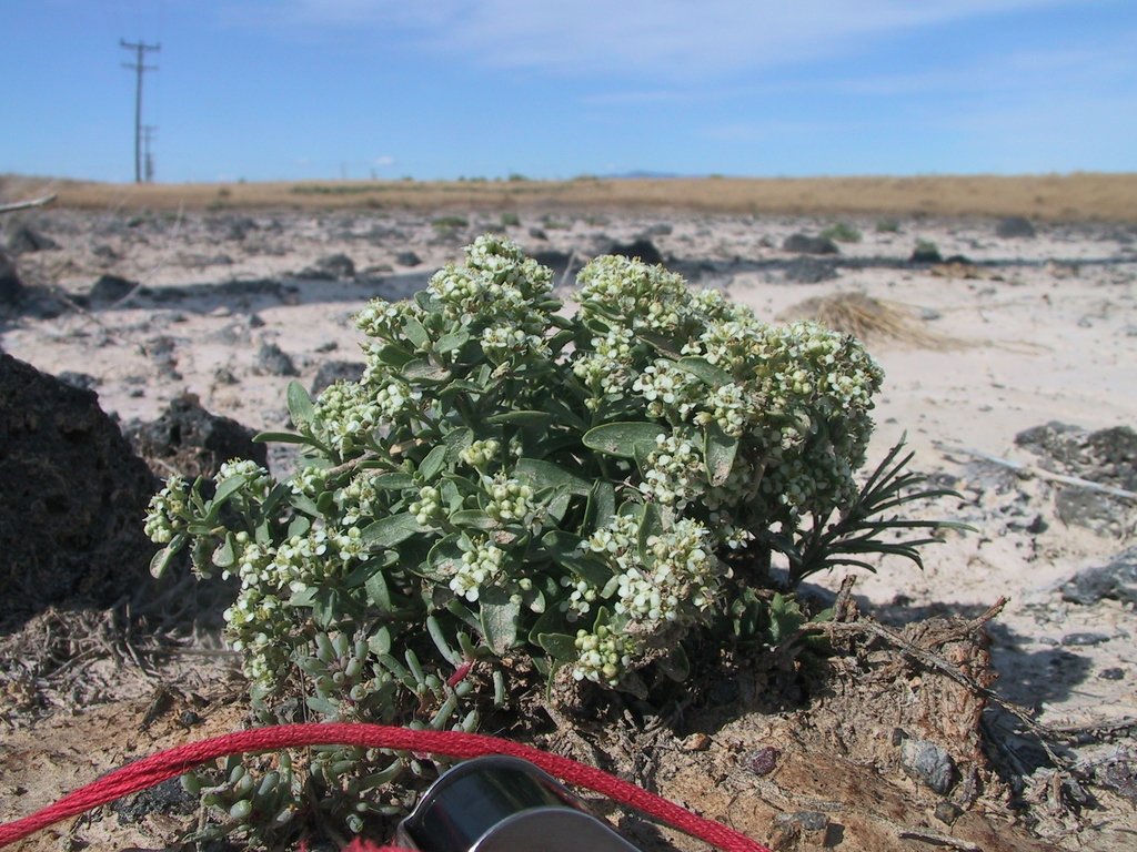 Lepidium davisii photograph 3