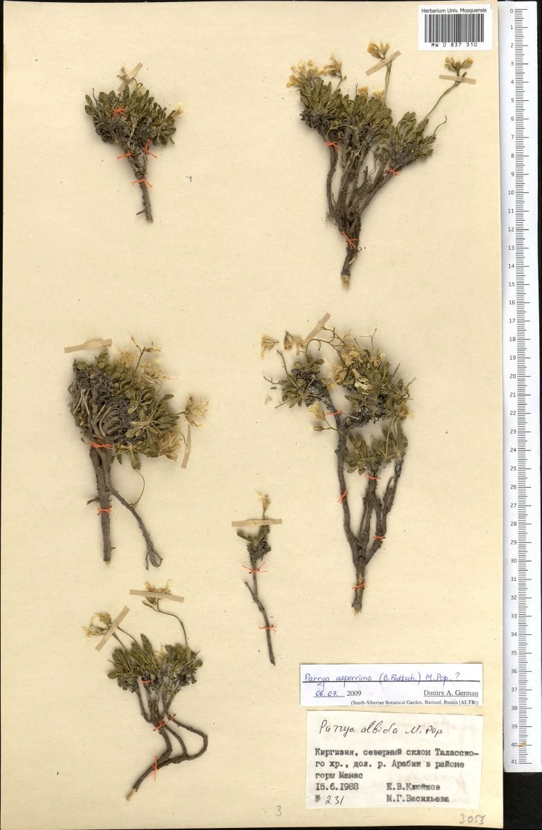 Parrya asperrima