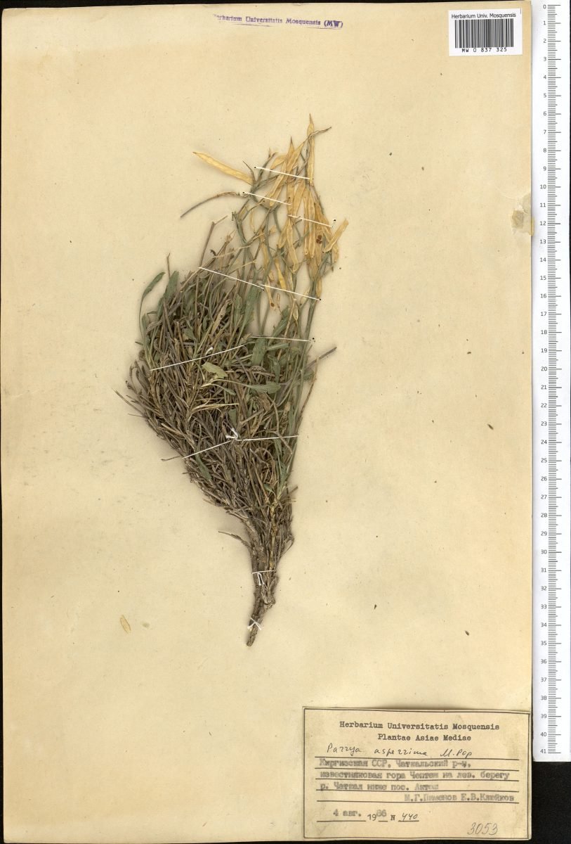 Parrya asperrima photograph 2