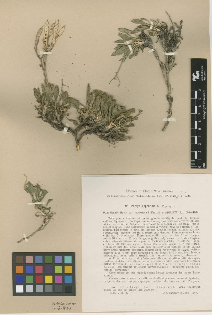 Parrya asperrima photograph 3