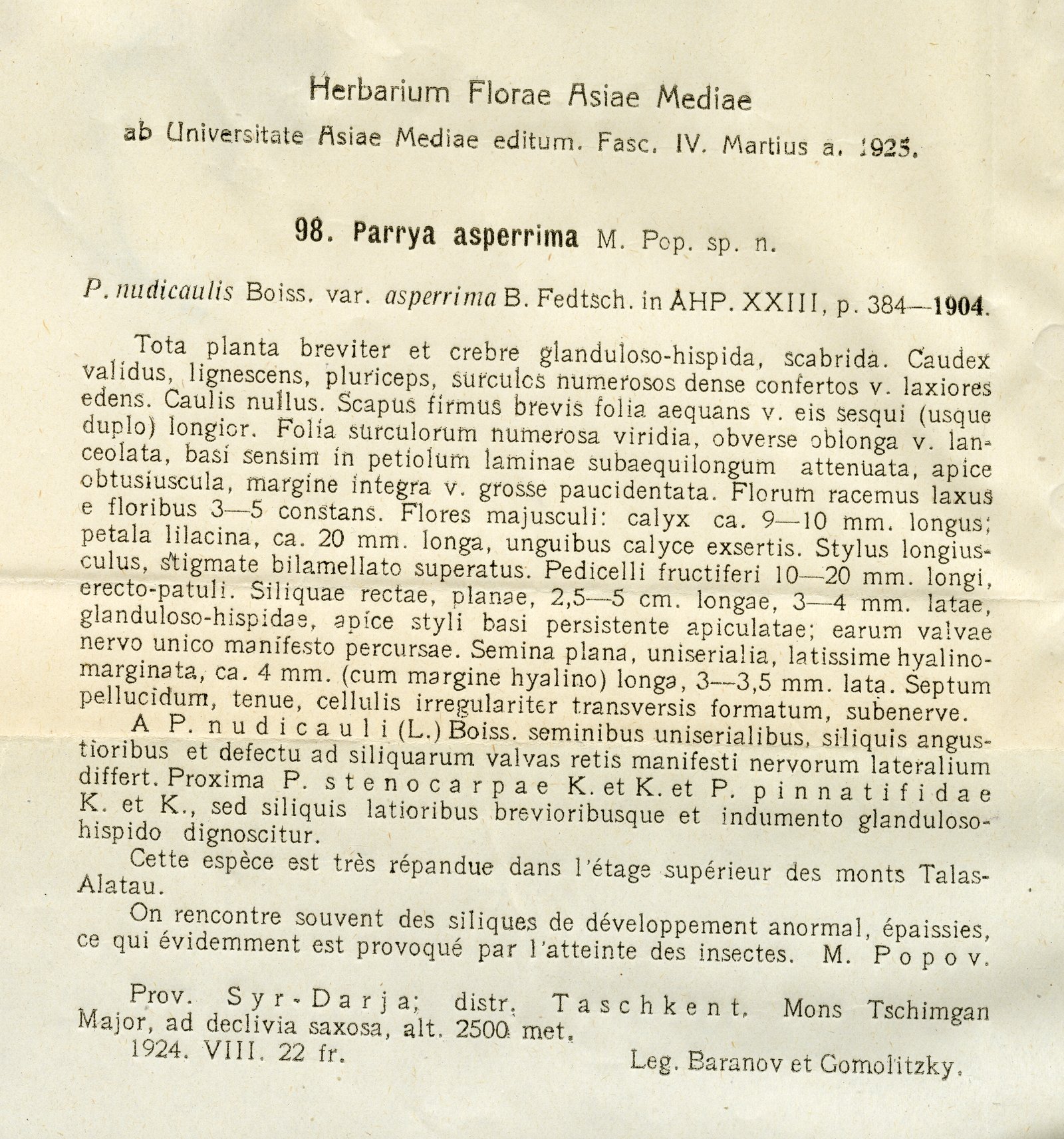 Parrya asperrima photograph 5