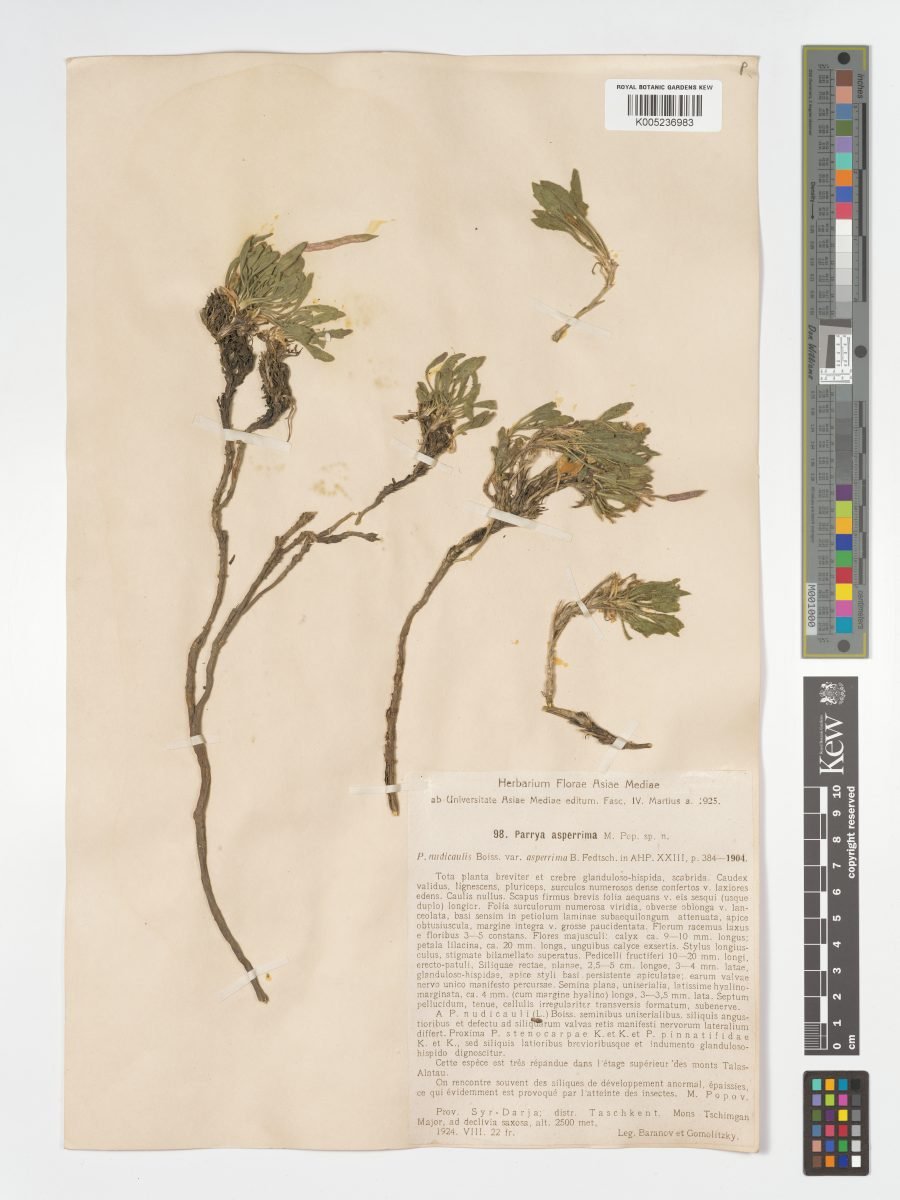 Parrya asperrima photograph 6