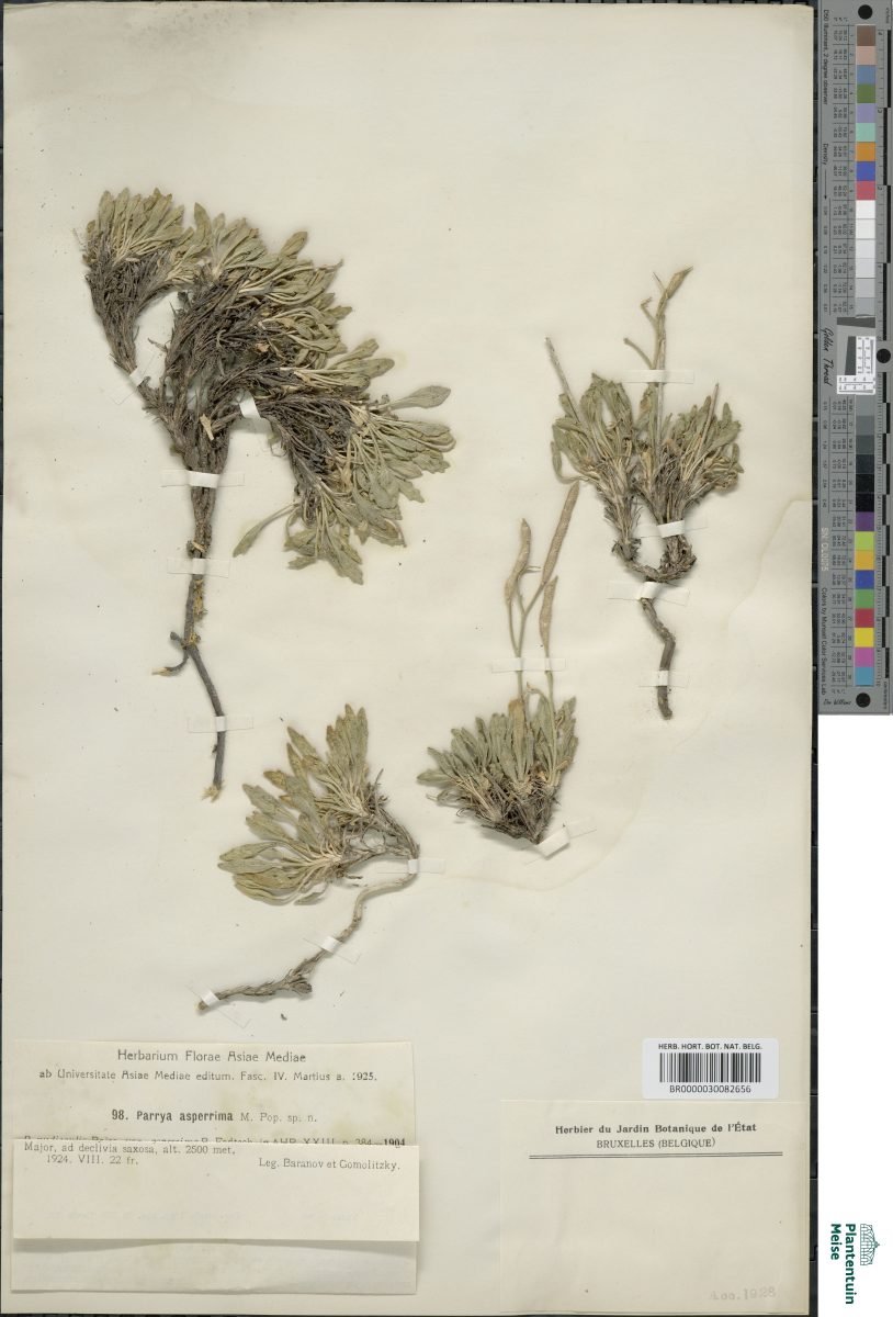 Parrya asperrima photograph 4
