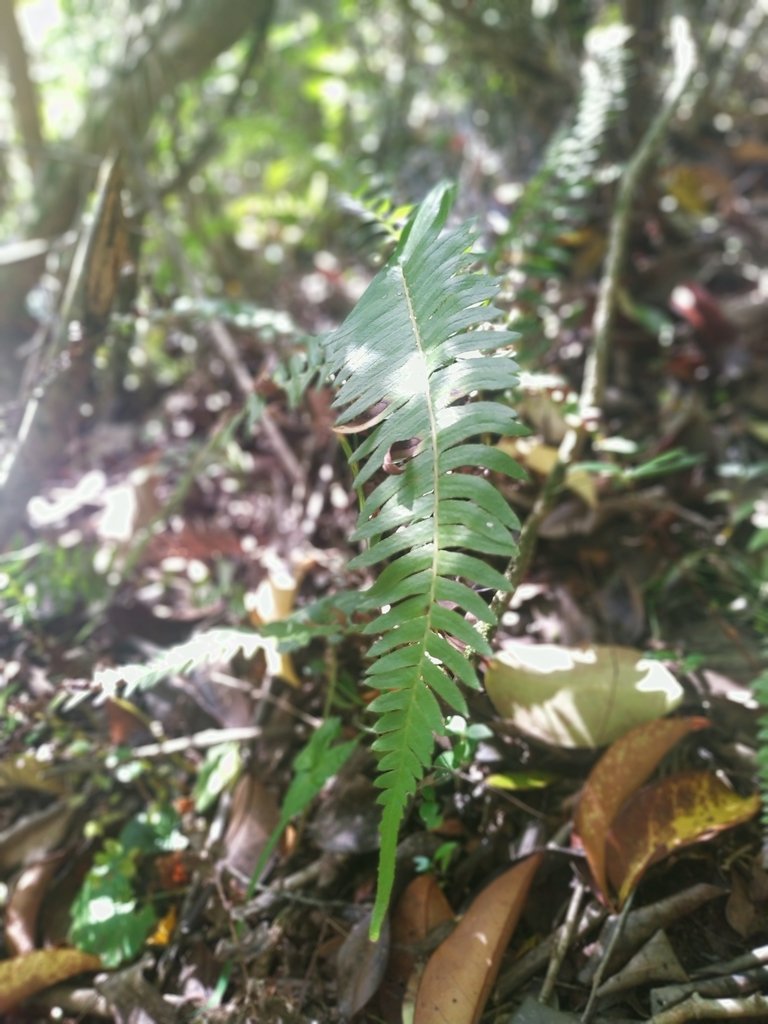 Blechnum auriculatum photograph 4