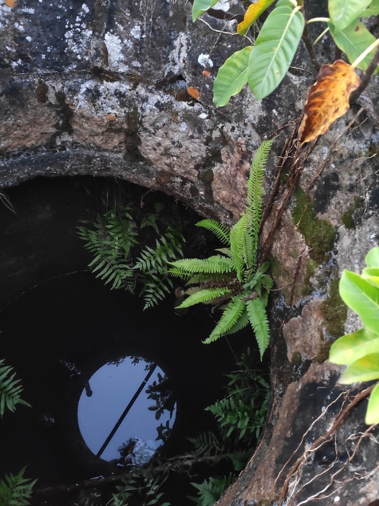 Blechnum auriculatum