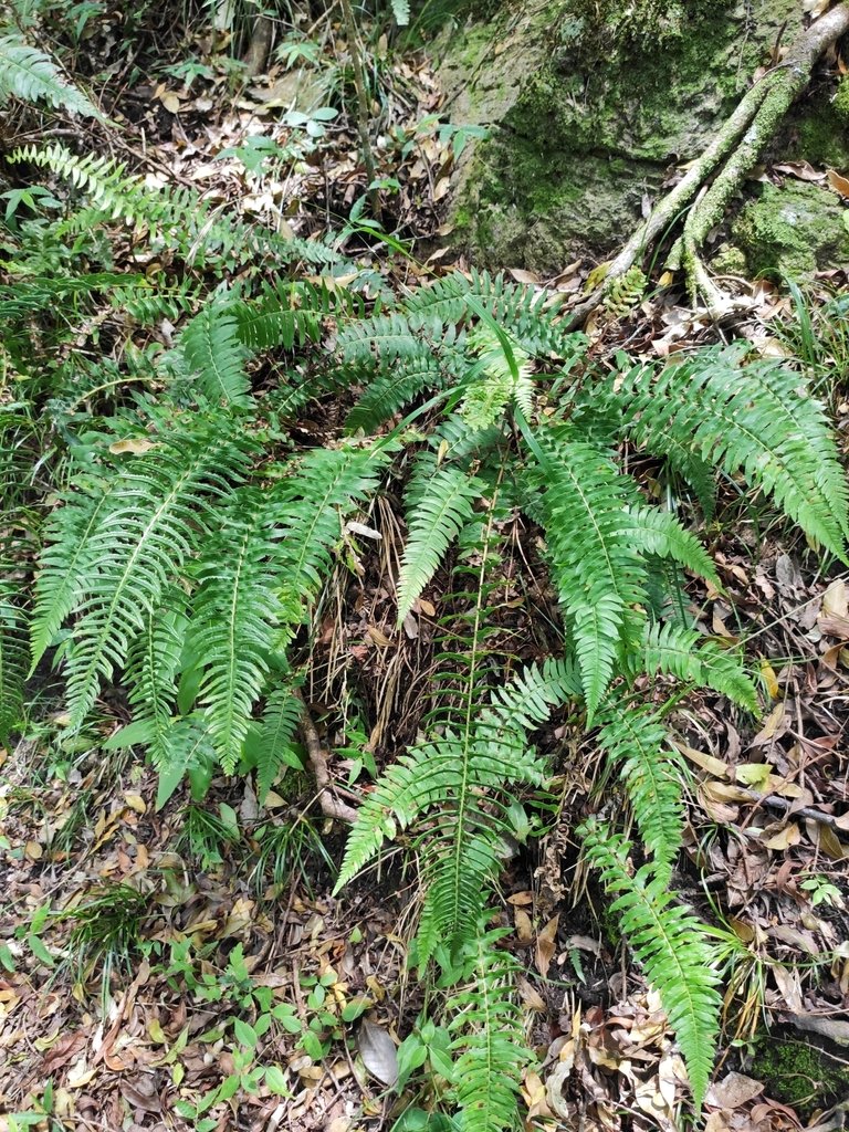 Blechnum auriculatum photograph 3