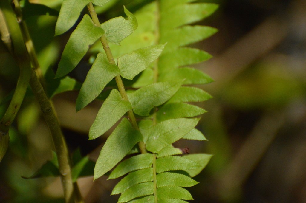 Blechnum auriculatum photograph 2