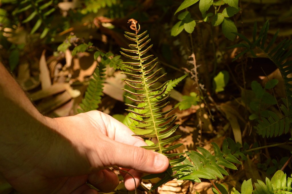 Blechnum auriculatum photograph 6