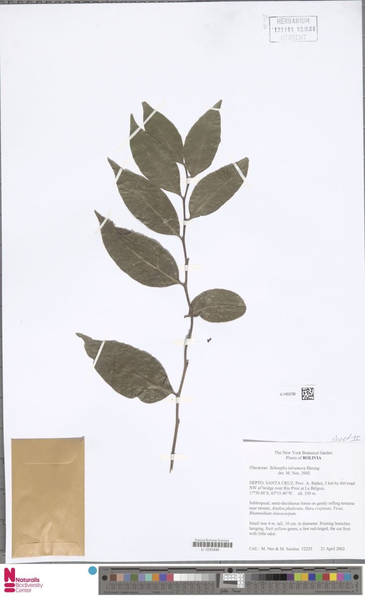 Schoepfia tetramera