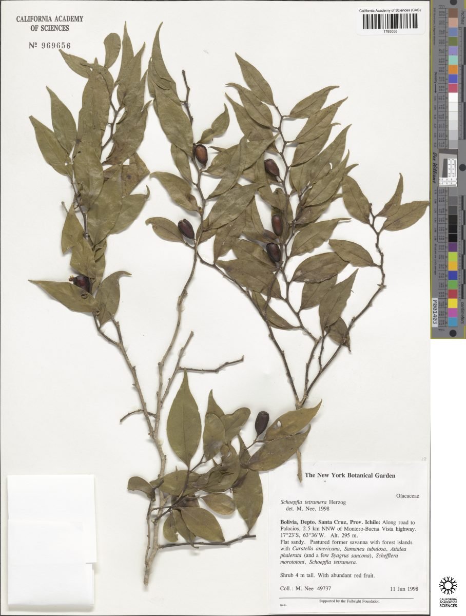 Schoepfia tetramera photograph 5