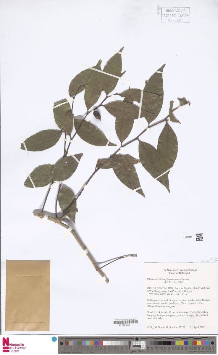 Schoepfia tetramera photograph 2