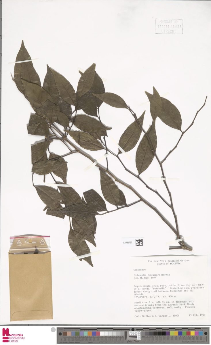 Schoepfia tetramera photograph 6