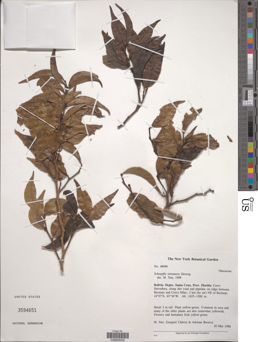 Schoepfia tetramera photograph 3