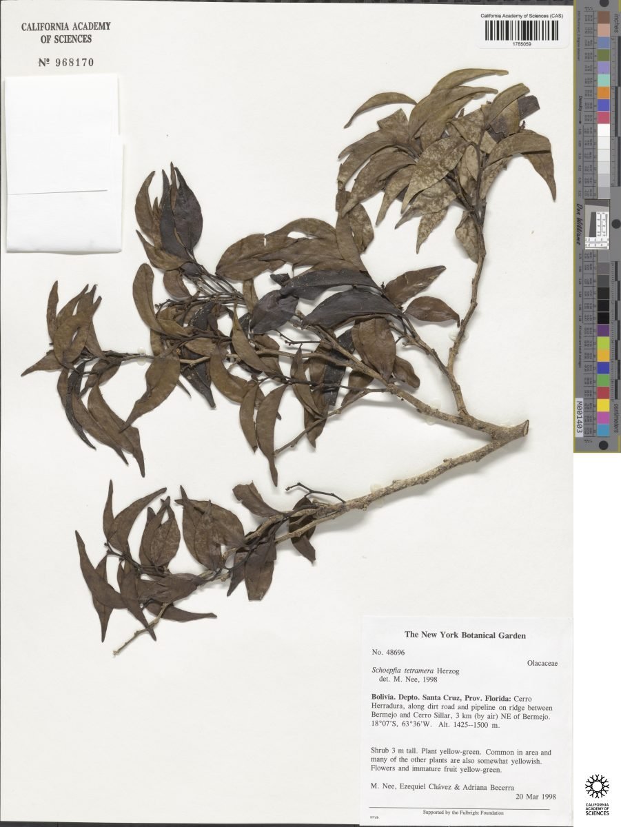 Schoepfia tetramera photograph 4