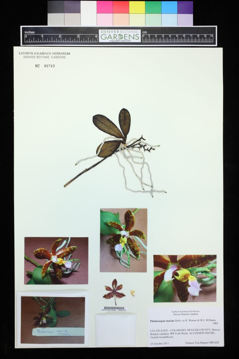 Phalaenopsis mariae