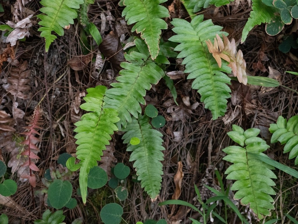Blechnum appendiculatum