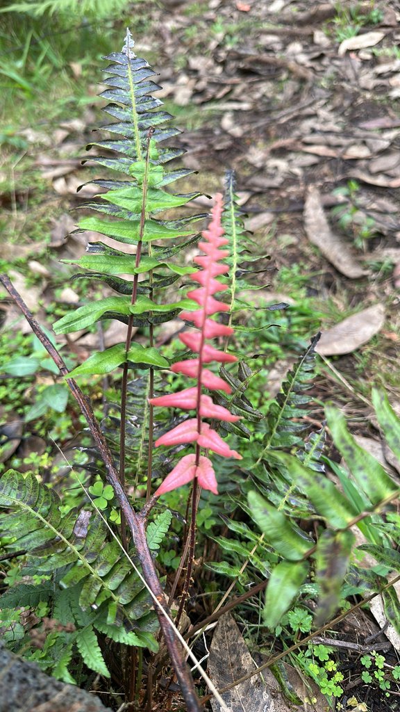 Blechnum appendiculatum photograph 2