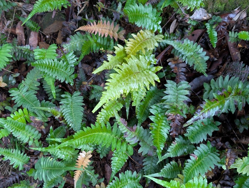 Blechnum appendiculatum photograph 3