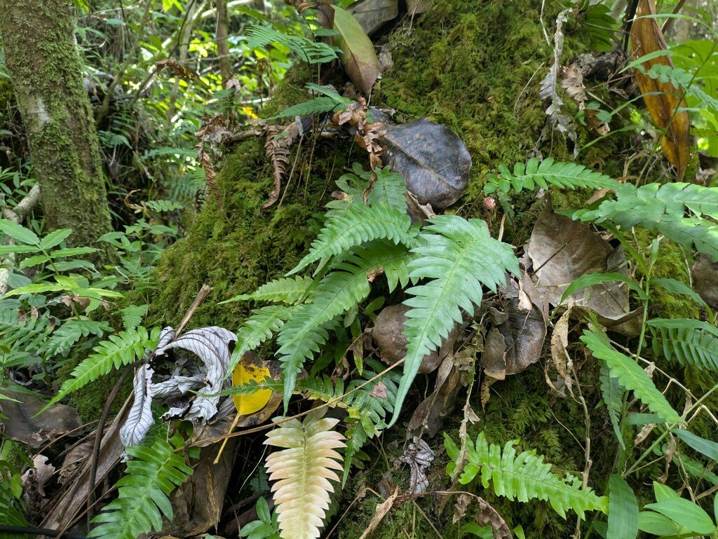 Blechnum appendiculatum photograph 6