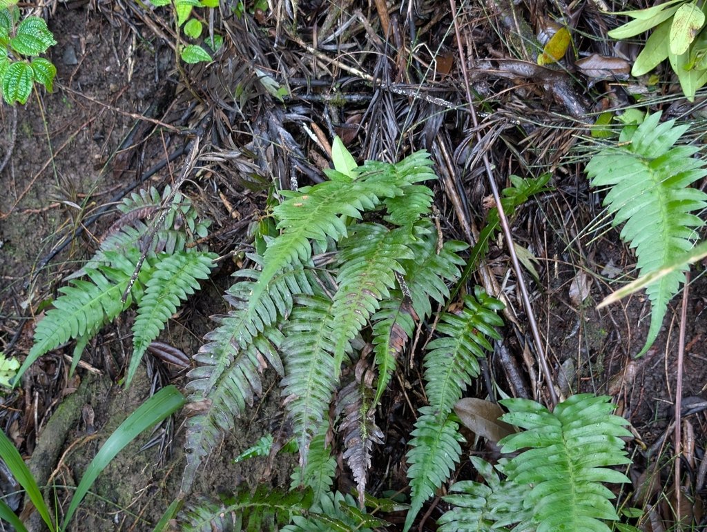 Blechnum appendiculatum photograph 4