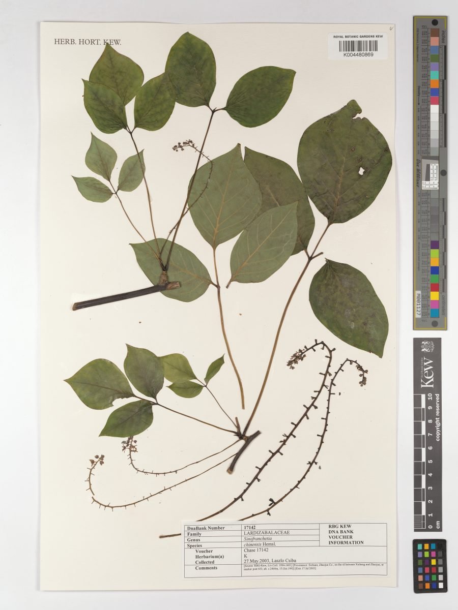 Sinofranchetia chinensis photograph 6