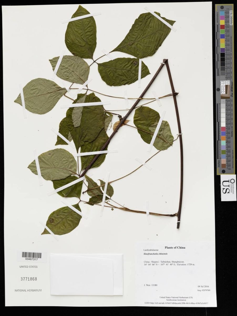 Sinofranchetia chinensis